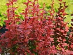 Barberry, Orange Rocket
