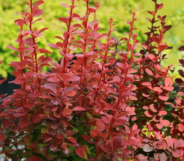 Barberry, Orange Rocket