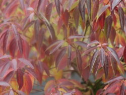 Dogwood, Red Rover® Silky