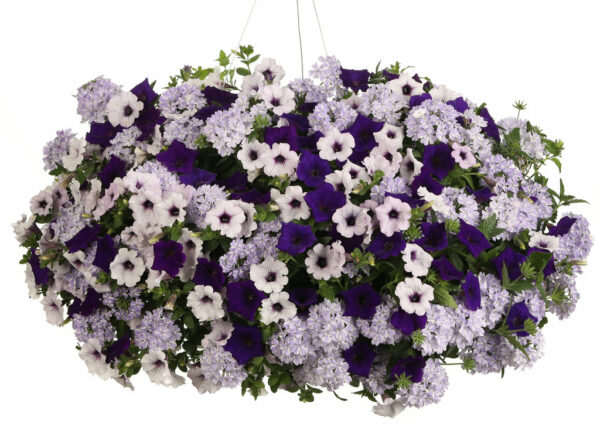 Do You Lilac It