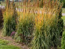 Grass, Golden Sunset™