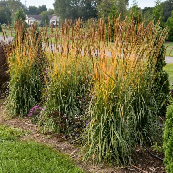 Grass, Golden Sunset™