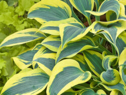 Hosta, Shadowland® Autumn Frost