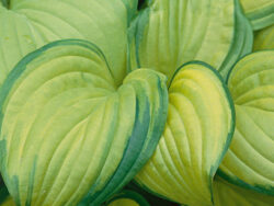 Hosta, Stained Glass Lavendar