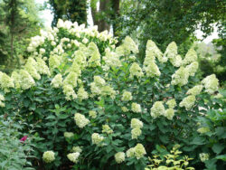 Hydrangea, Limelight Prime™ Panicle