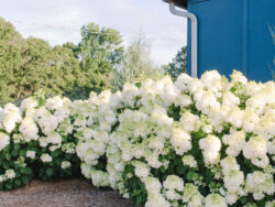 Hydrangea, First Editions® Little Hottie® Panicle