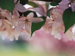 Crabapple, Pink Spires