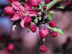 Crabapple, Prarifire