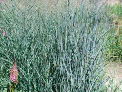 Grass, Heavy Metal Switch