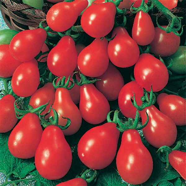 Red Pear