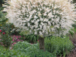 Willow, Hakura Nishiki