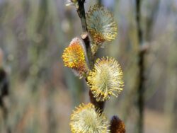Pussy Willow, Discolor