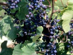 Grape, Frontenac
