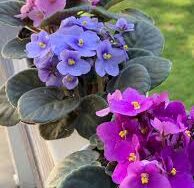 African Violet