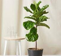 Fiddle Leaf Fig