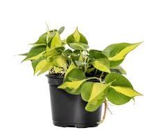 Philodendron, Brasil