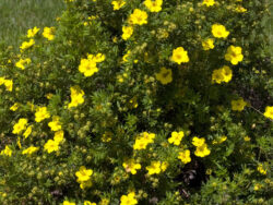 Potentilla, Dakota Sunspot®