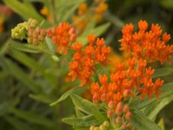 Milkweed, Gay Butterflies