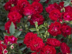 Rose,  Red Drift® Groundcover