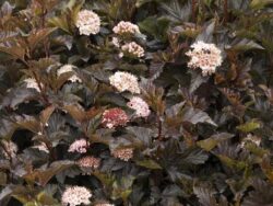 Ninebark, Petite Plum