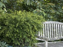 Yew, Spreading Dense