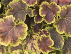 Heuchera, Solar Eclipse