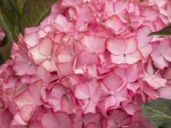 Hydrangea, Seaside Serenade® Hamptons