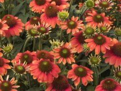 Coneflower, Sombrero® Flamenco Orange