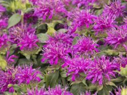 Bee Balm, Balmy Lilac