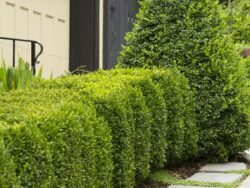 Boxwood, Green Mountain