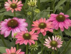 Coneflower, Evolution™ Colorific™