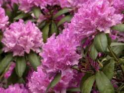 Rhododendron, Roseum Elegans