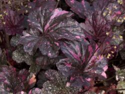 Heuchera, Midnight Rose