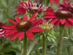 Coneflower, Sombrero® Baja Burgundy