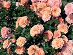 Rose, Apricot Drift® Groundcover