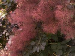 Smoke Bush, Royal Purple