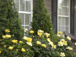 Rose, Grace N' Grit™ Yellow Shrub