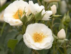 Rose, Nitty Gritty White