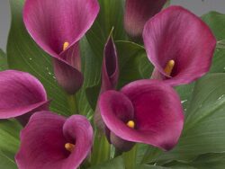 Lily, Captain Lovely Calla