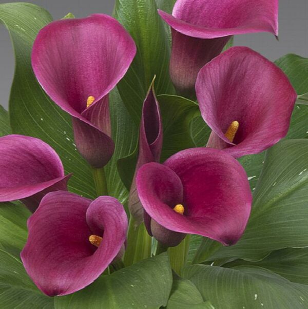 Lily, Captain Lovely Calla