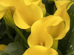 Lily, Captain Solo Calla