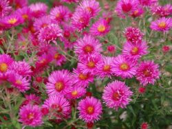 Aster, Vibrant Dome New England
