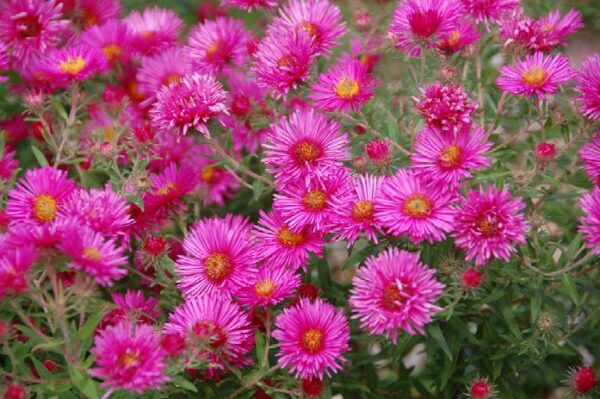Aster, Vibrant Dome New England