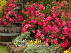 Rose,  Flower Carpet® Pink Supreme