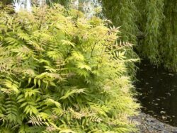 Spirea, Ash Leaf