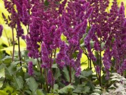 Astilbe, Vision In Red