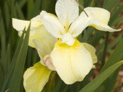 Iris, Butter & Sugar Siberian