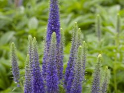 Veronica, Royal Candles