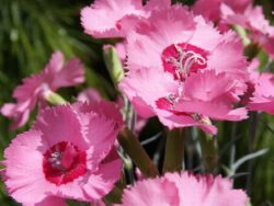 Dianthus, Scent from Heaven™ Angel of Hope