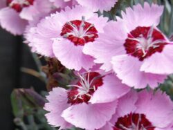 Dianthus, Scent from Heaven™ Angel of Peace